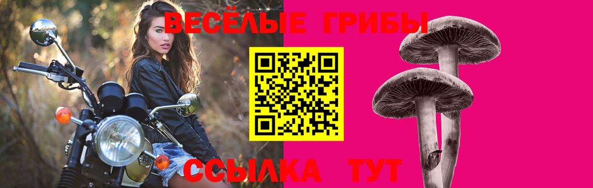 Знаменск  Псилоцибиновые грибы MAGIC MUSHROOMS  Вход с VPN 